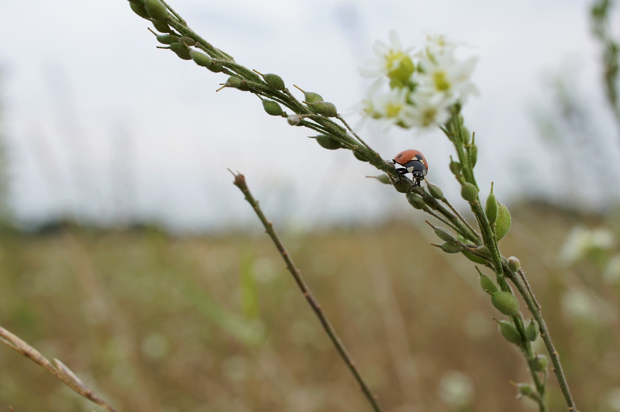 ladybug insect close free photo