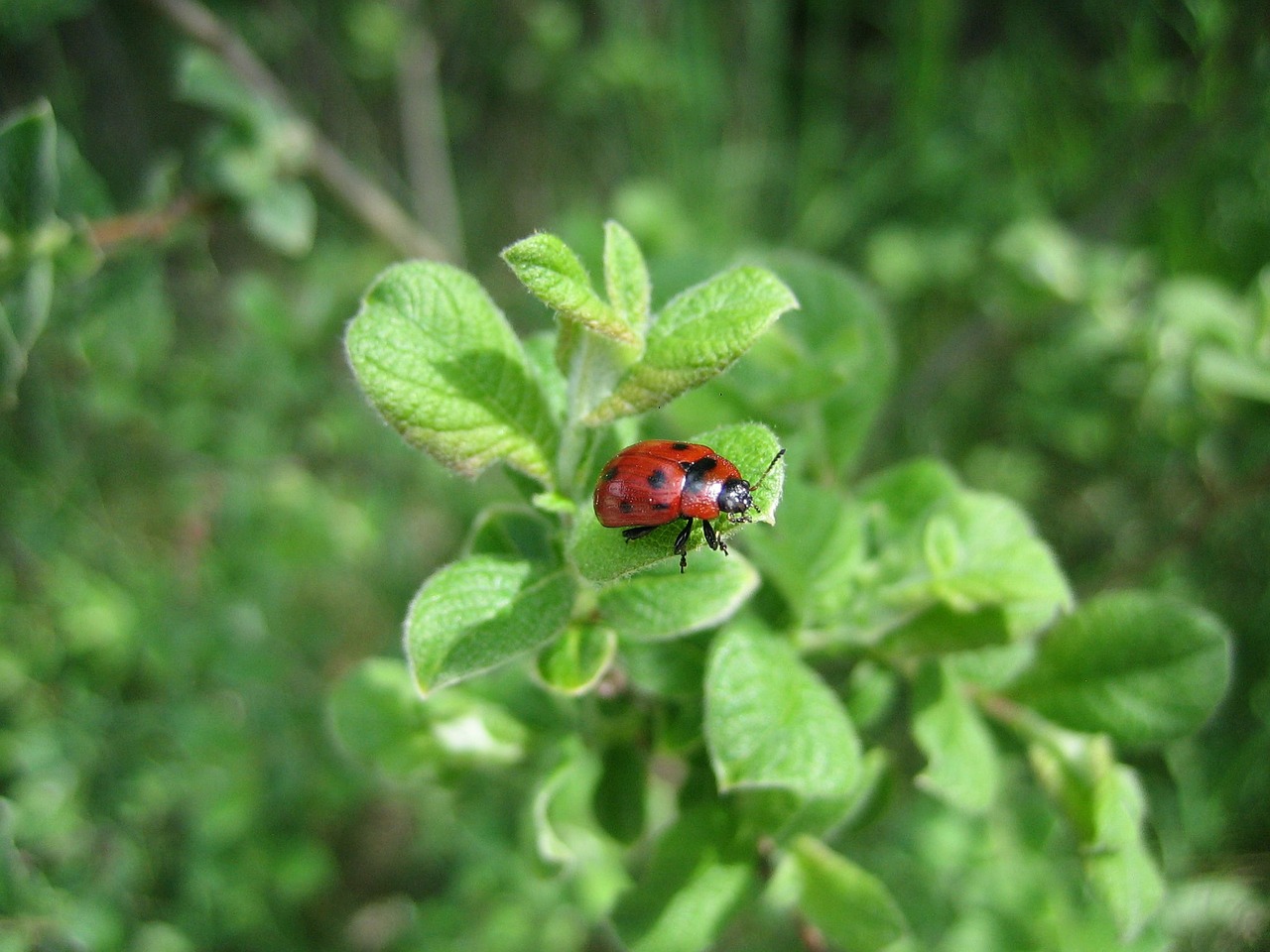 ladybug nature green free photo