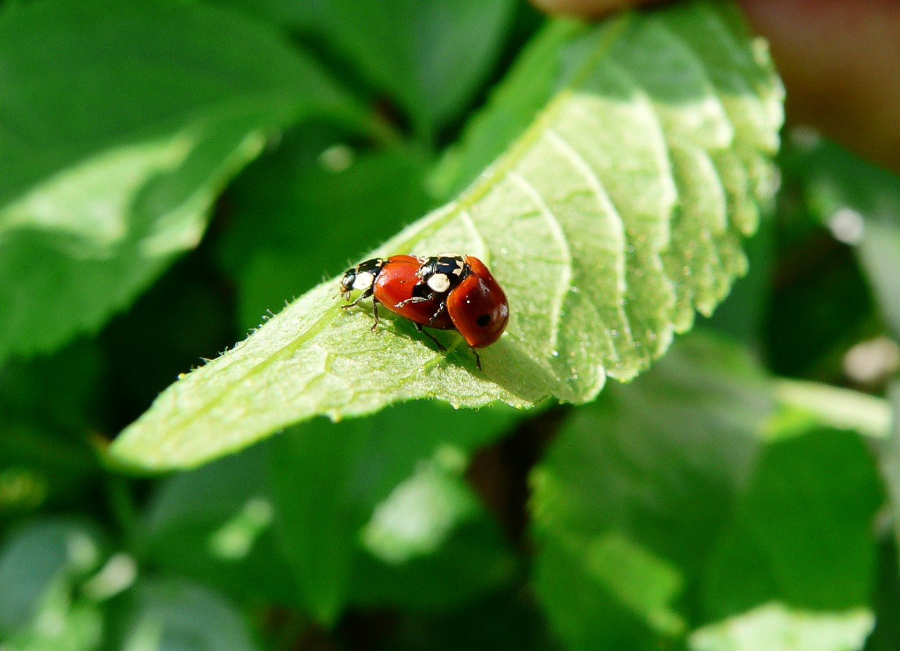ladybug pairing green leaf free photo