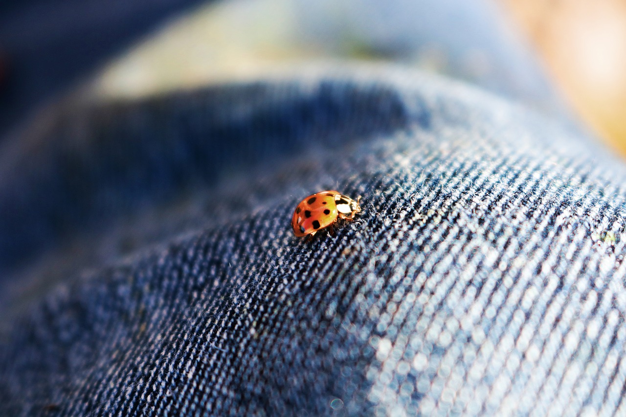 ladybug beetle insect free photo