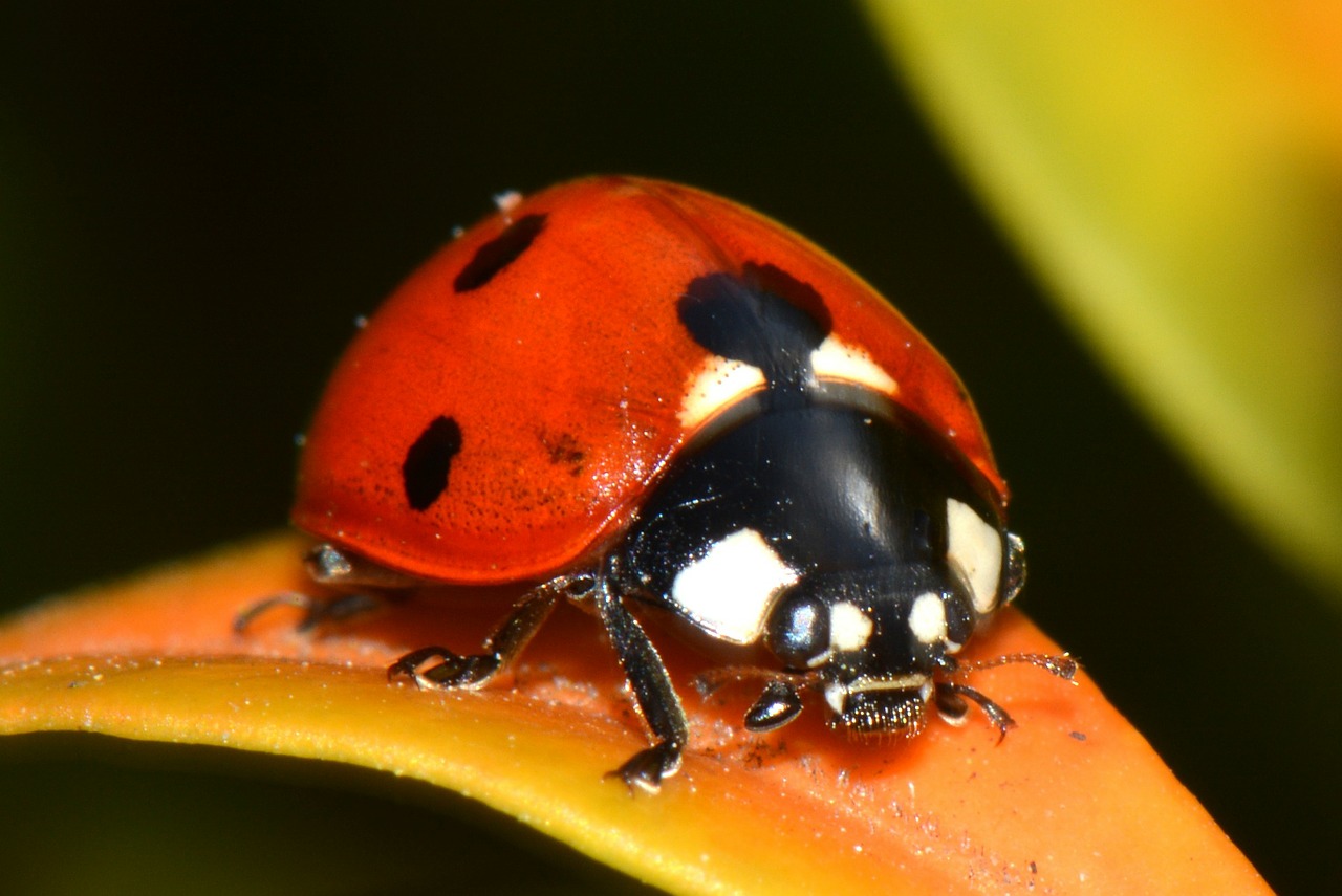 ladybug nature bug free photo