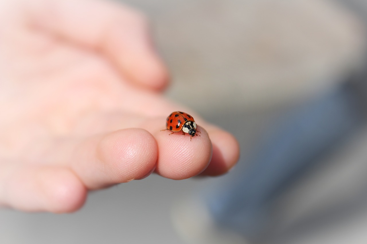 ladybug hand finger free photo