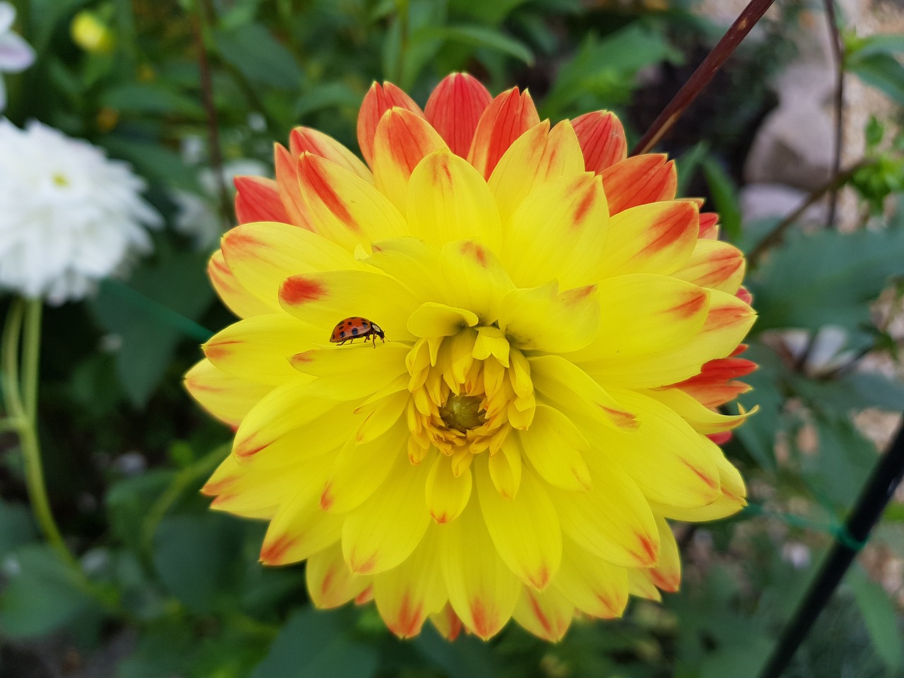 ladybug flower blossom free photo