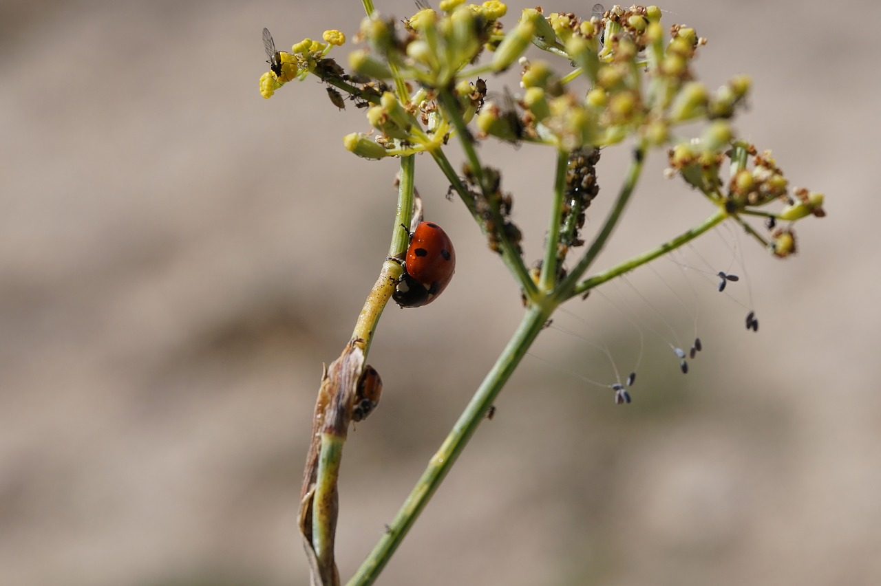 ladybug nature insects free photo