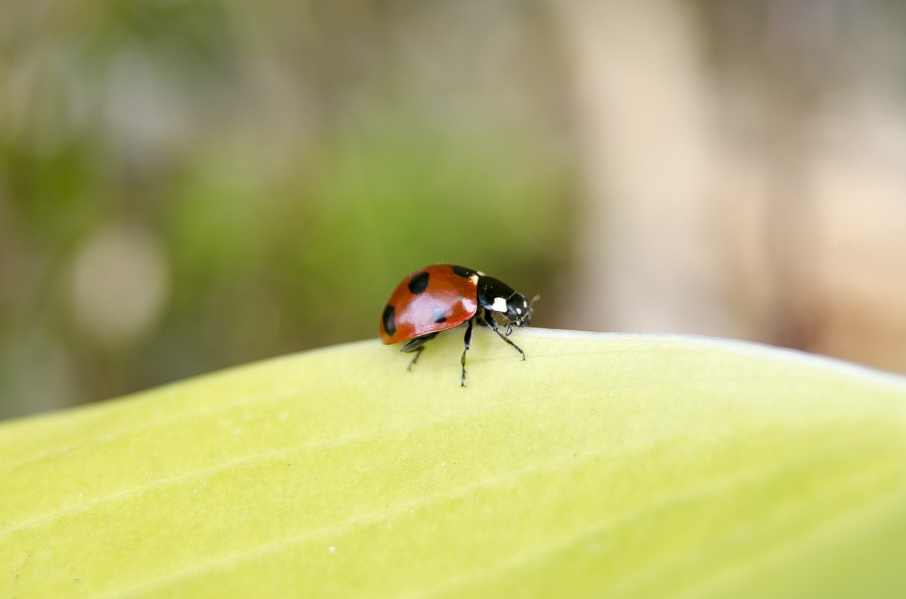 ladybug insects nature free photo