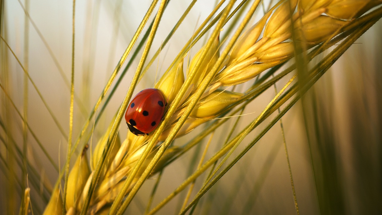 ladybug beetle insect free photo