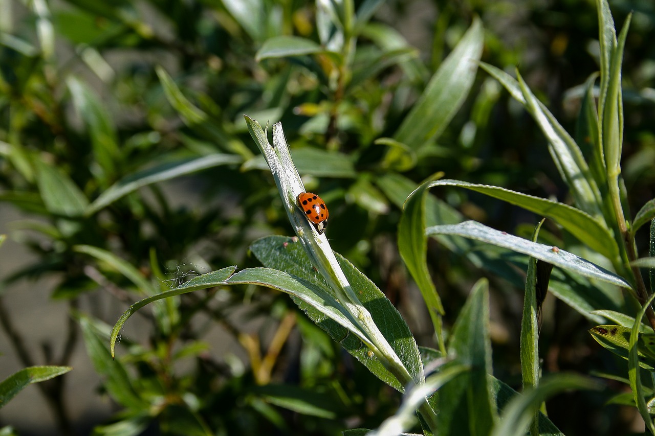 ladybug insect nature free photo