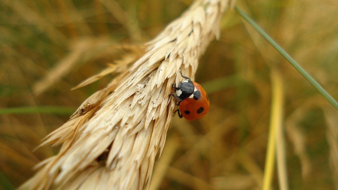 ladybug insect close free photo