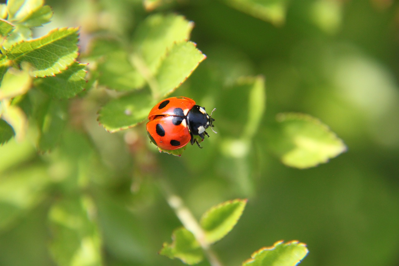 ladybug beetle spring free photo