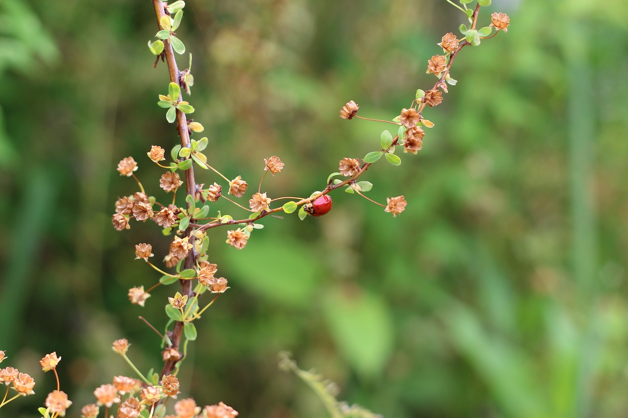 ladybug insect spring free photo