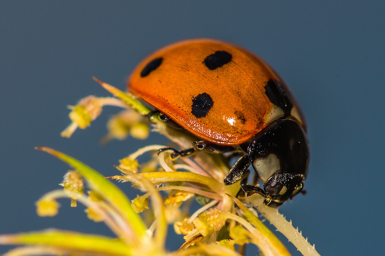 ladybug flower insect free photo