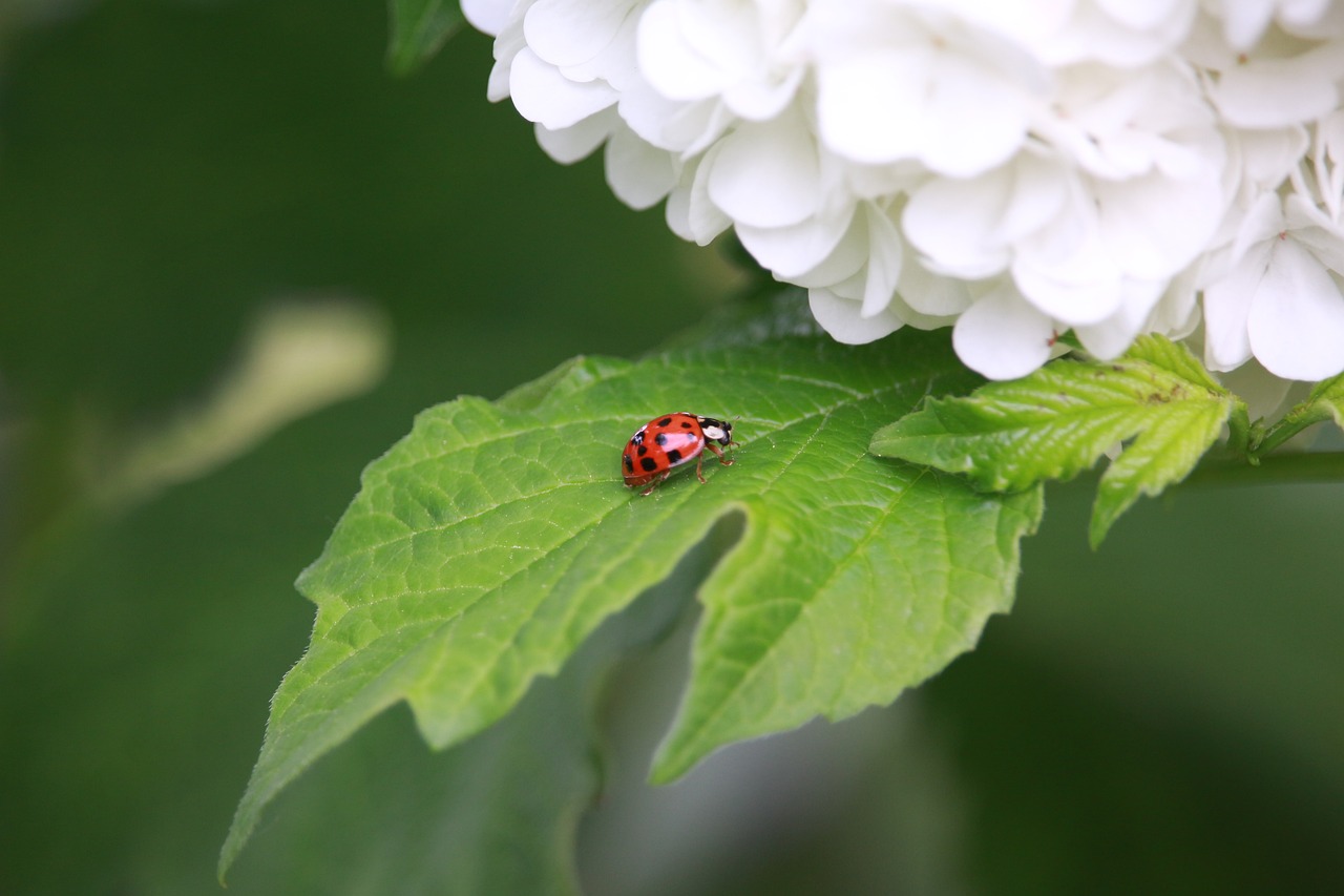 ladybug hydrangea leaf free photo