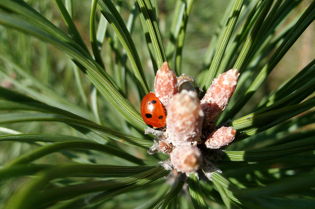 ladybug pine nature free photo