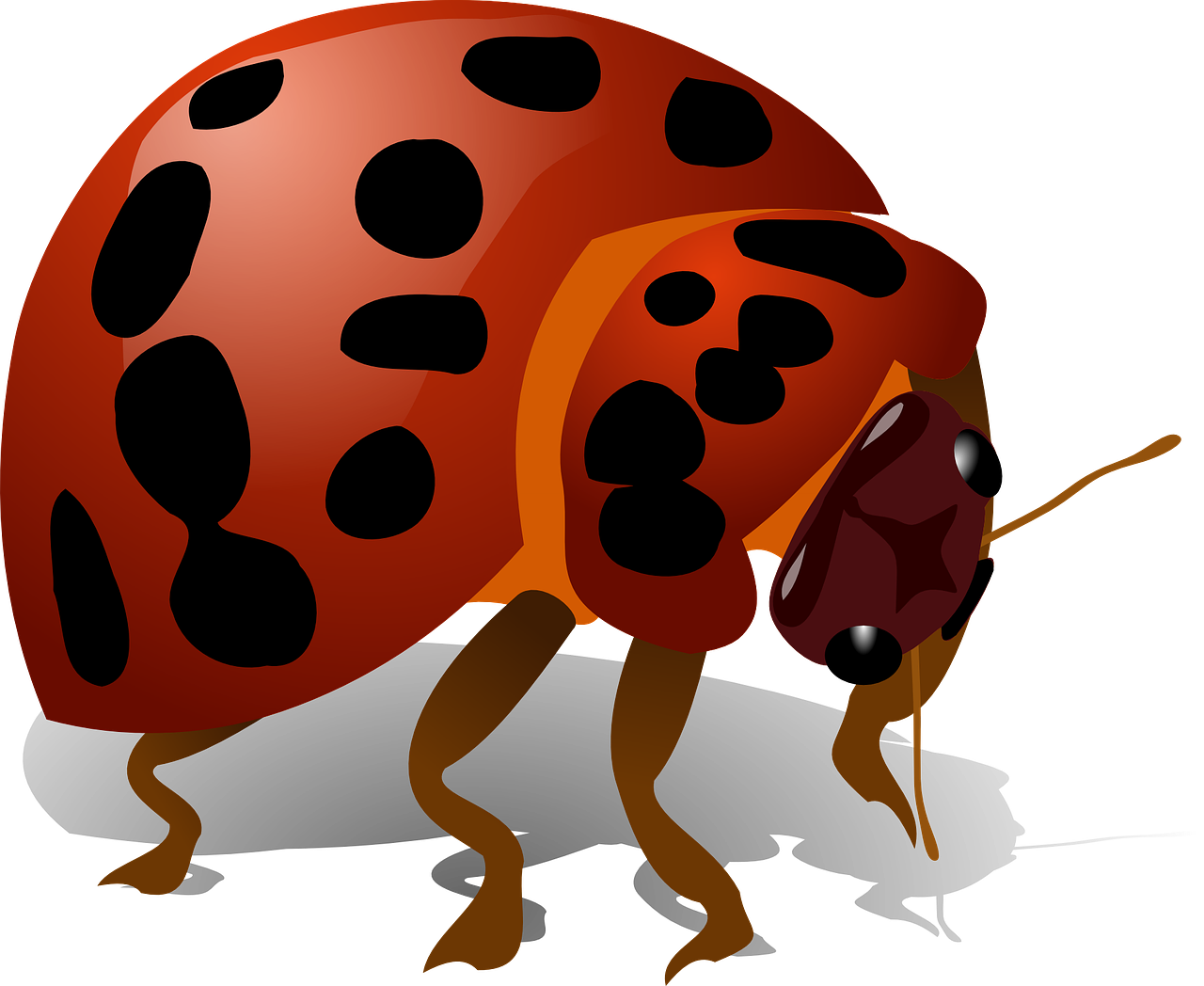 ladybug,bug,insect,red,ladybird,macro,free vector graphics,free pictures, free photos, free images, royalty free, free illustrations, public domain