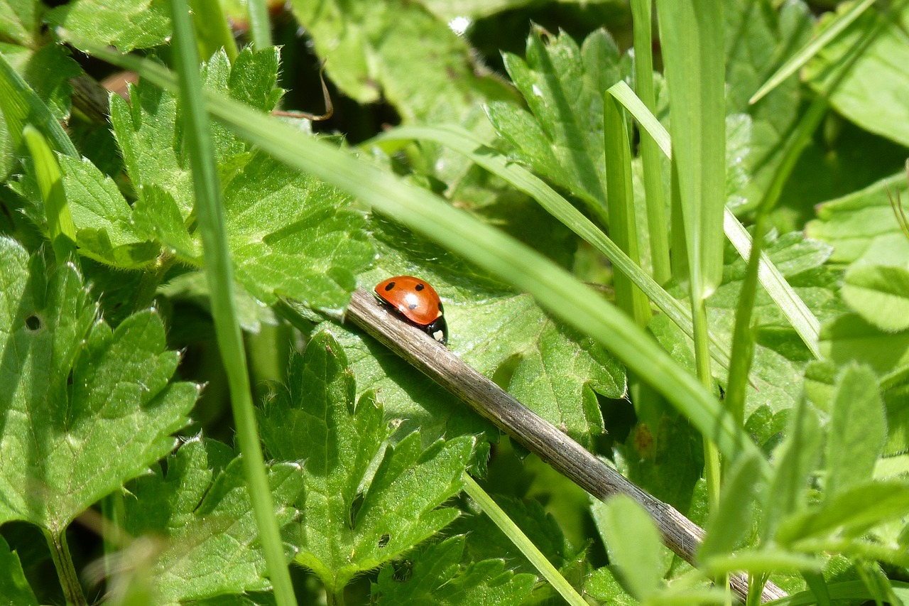 ladybug nature close up free photo