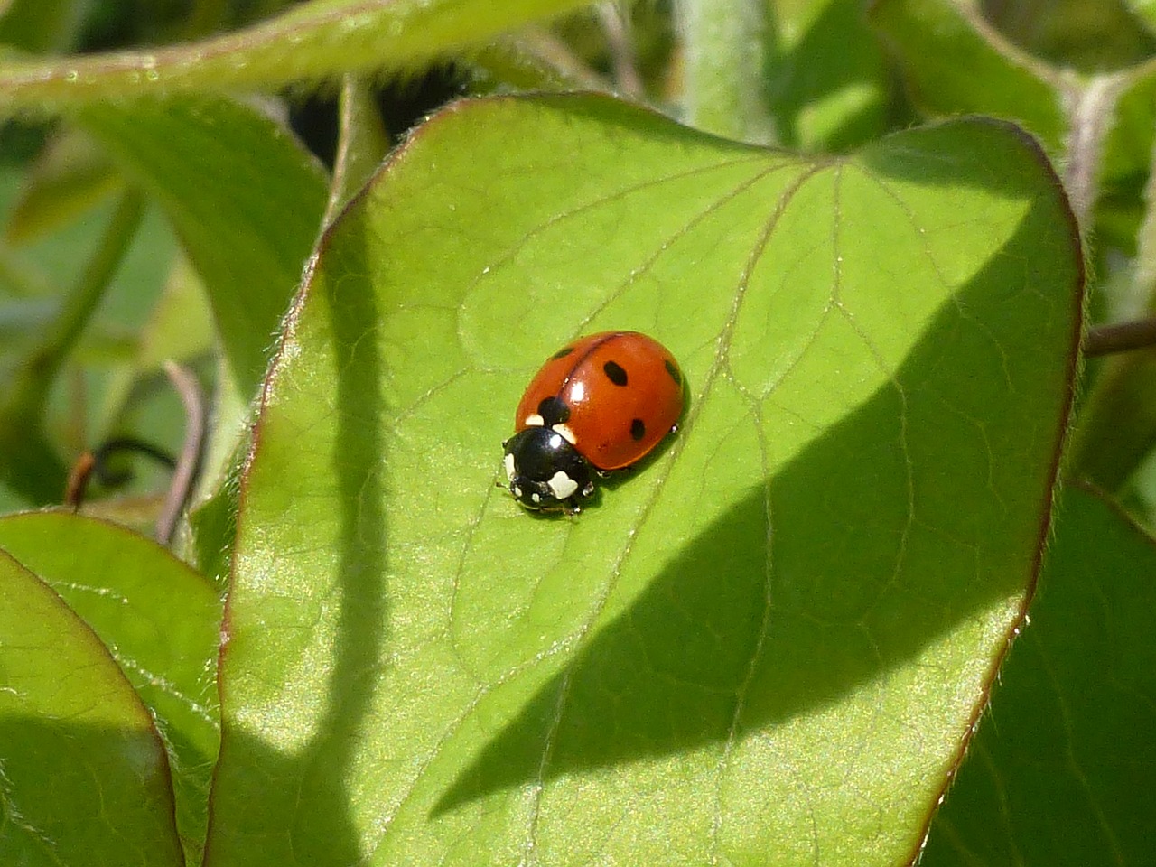 ladybug leaf beetle free photo