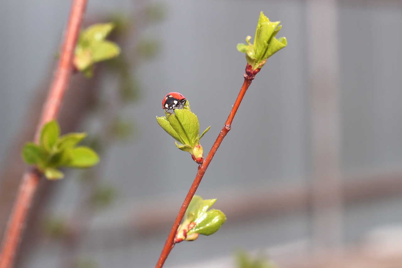 ladybug insect leaves free photo