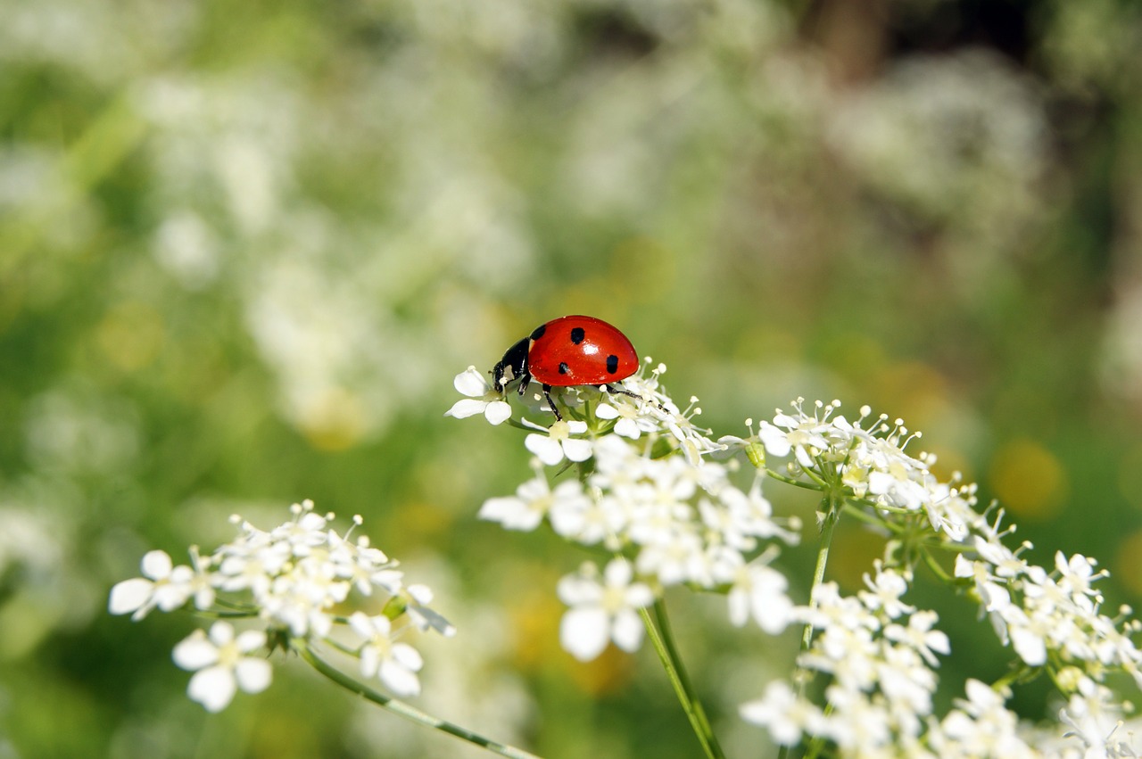 ladybug insect flower free photo