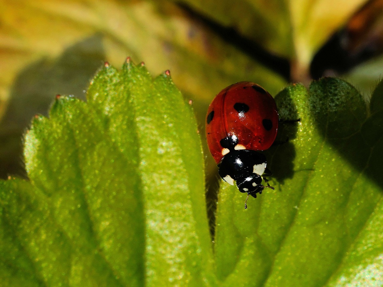 ladybug leaf beetle free photo