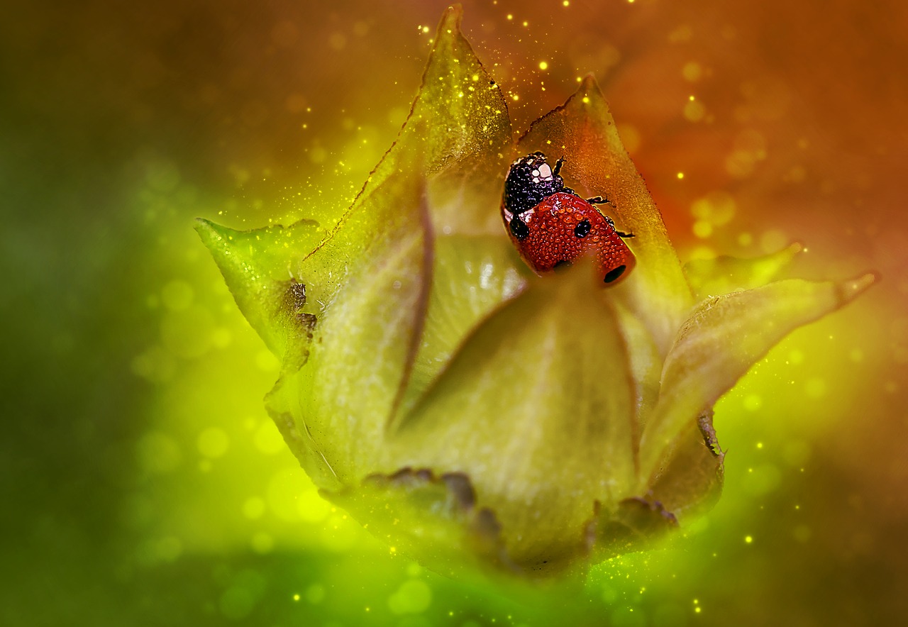 ladybug red insect free photo