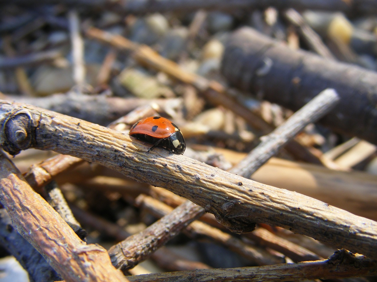 ladybug wood branch free photo