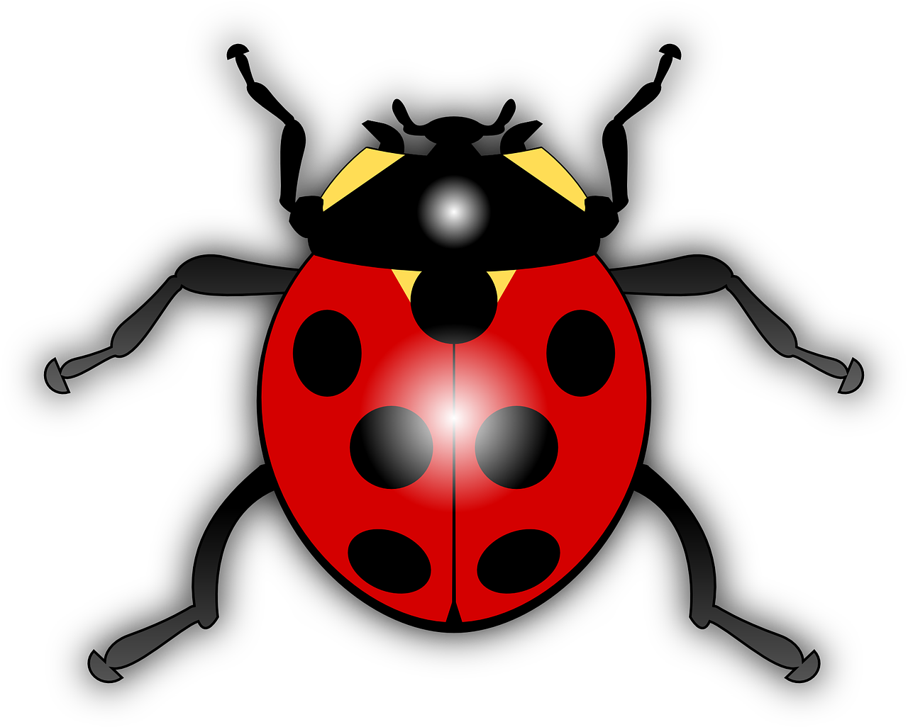 ladybug animal bug free photo