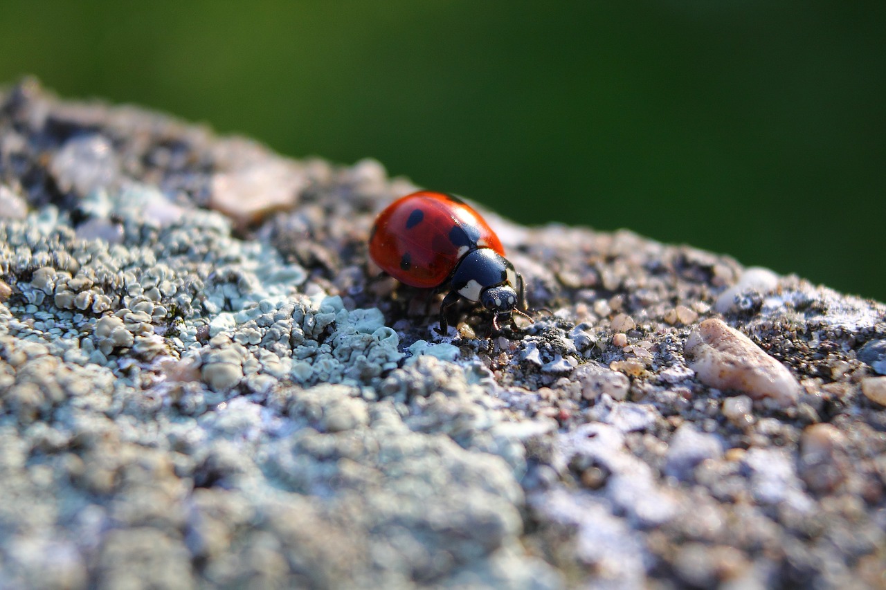 ladybug coccinellidae lucky charm free photo