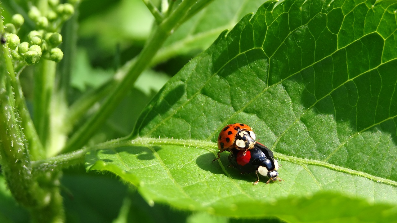 Ladybug, sex,free pictures, free photos, free images - free image from needpix.com