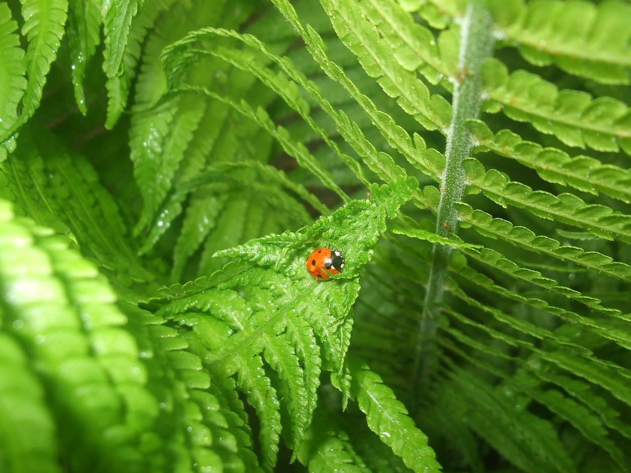 ladybug fern nature free photo