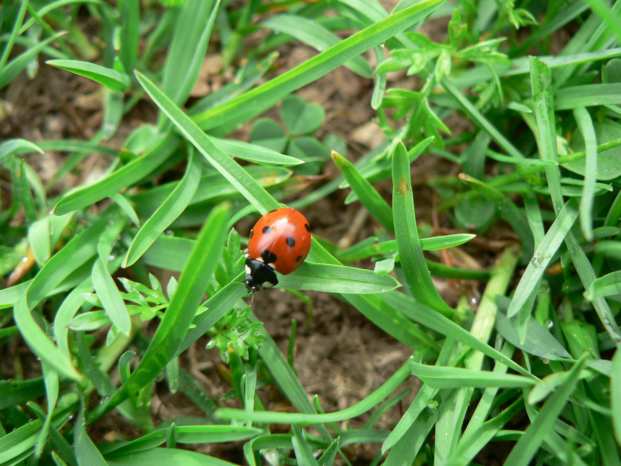 ladybug lucky charm insect free photo