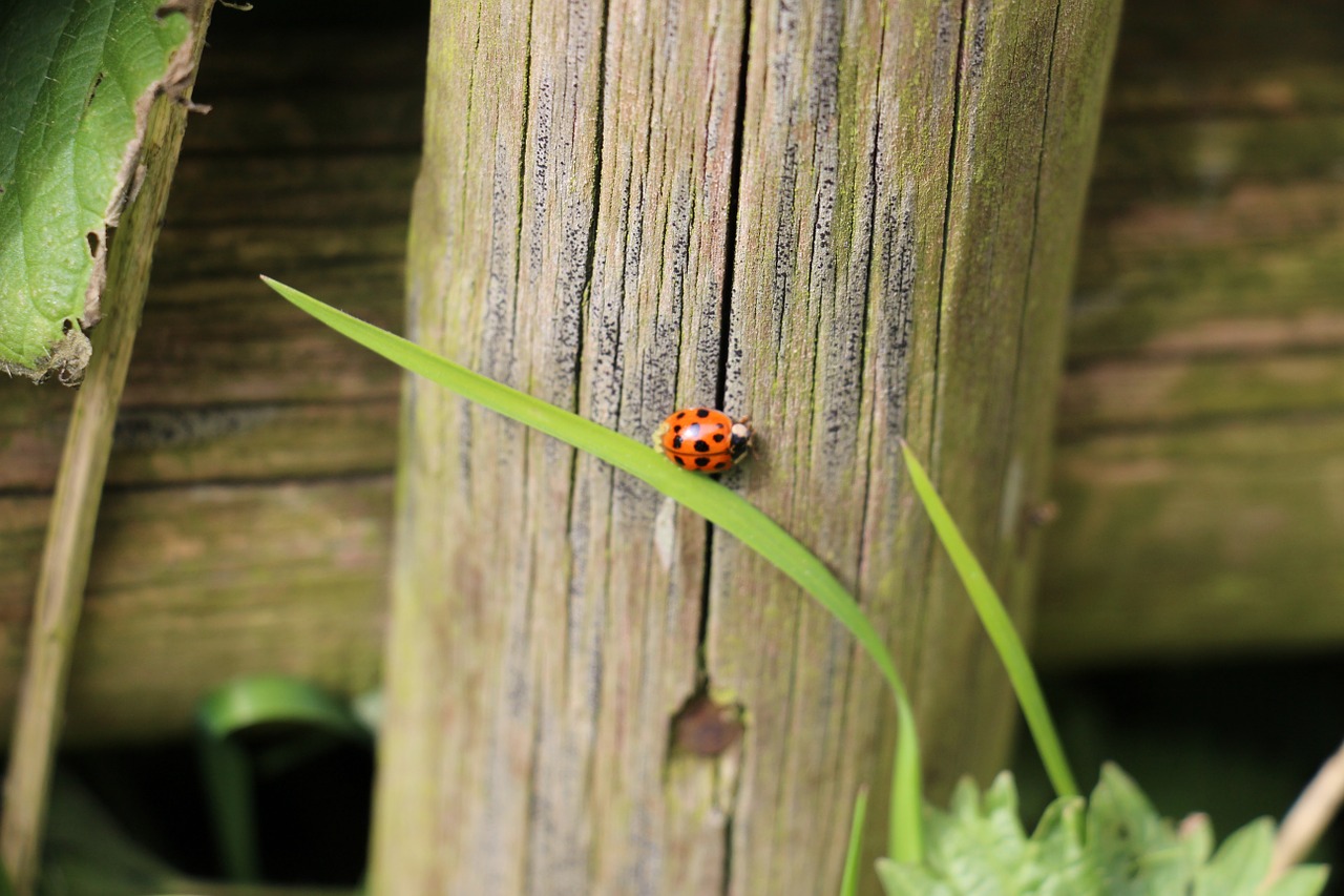 ladybug plant beetle free photo