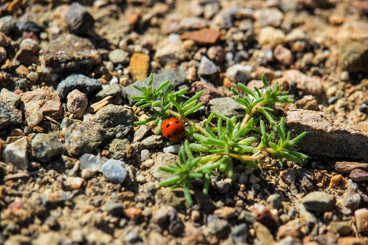 ladybug  beetle  insects free photo