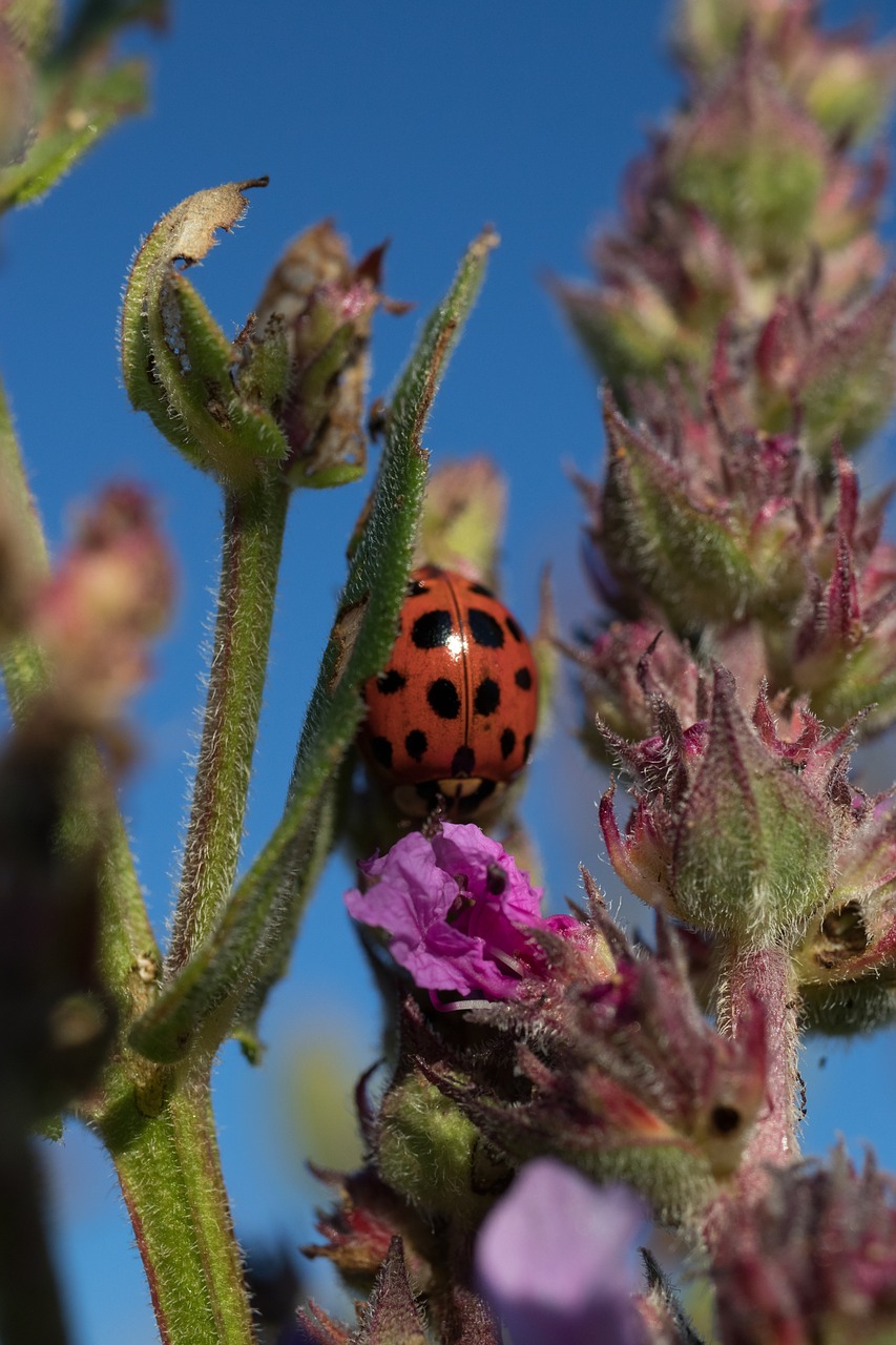 ladybug  flower  macro free photo