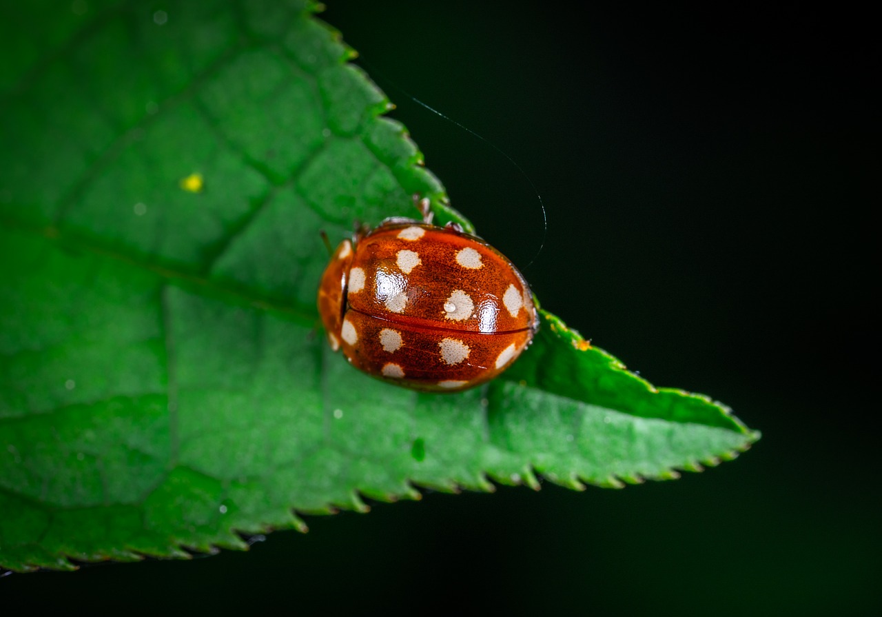 ladybug  beetle  insect free photo