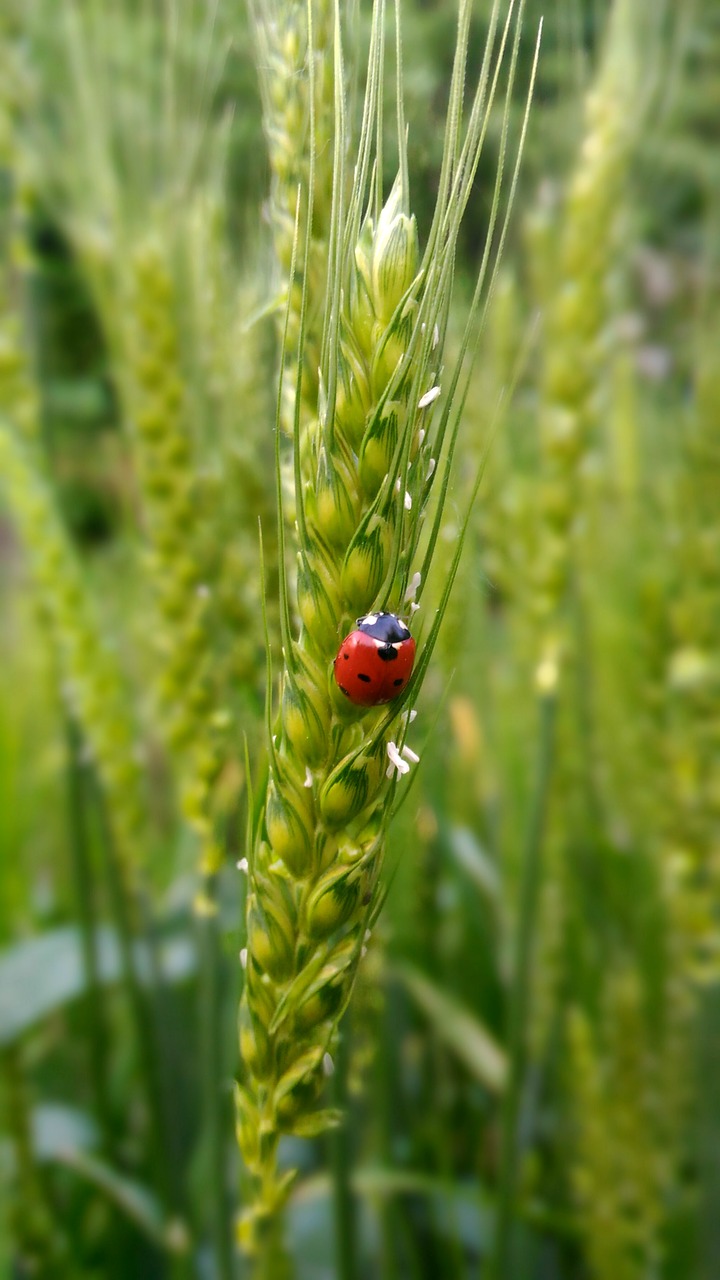 ladybug  wheat  nature free photo