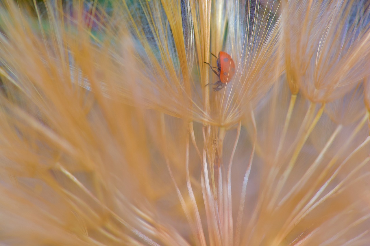 ladybug  nature  macro free photo