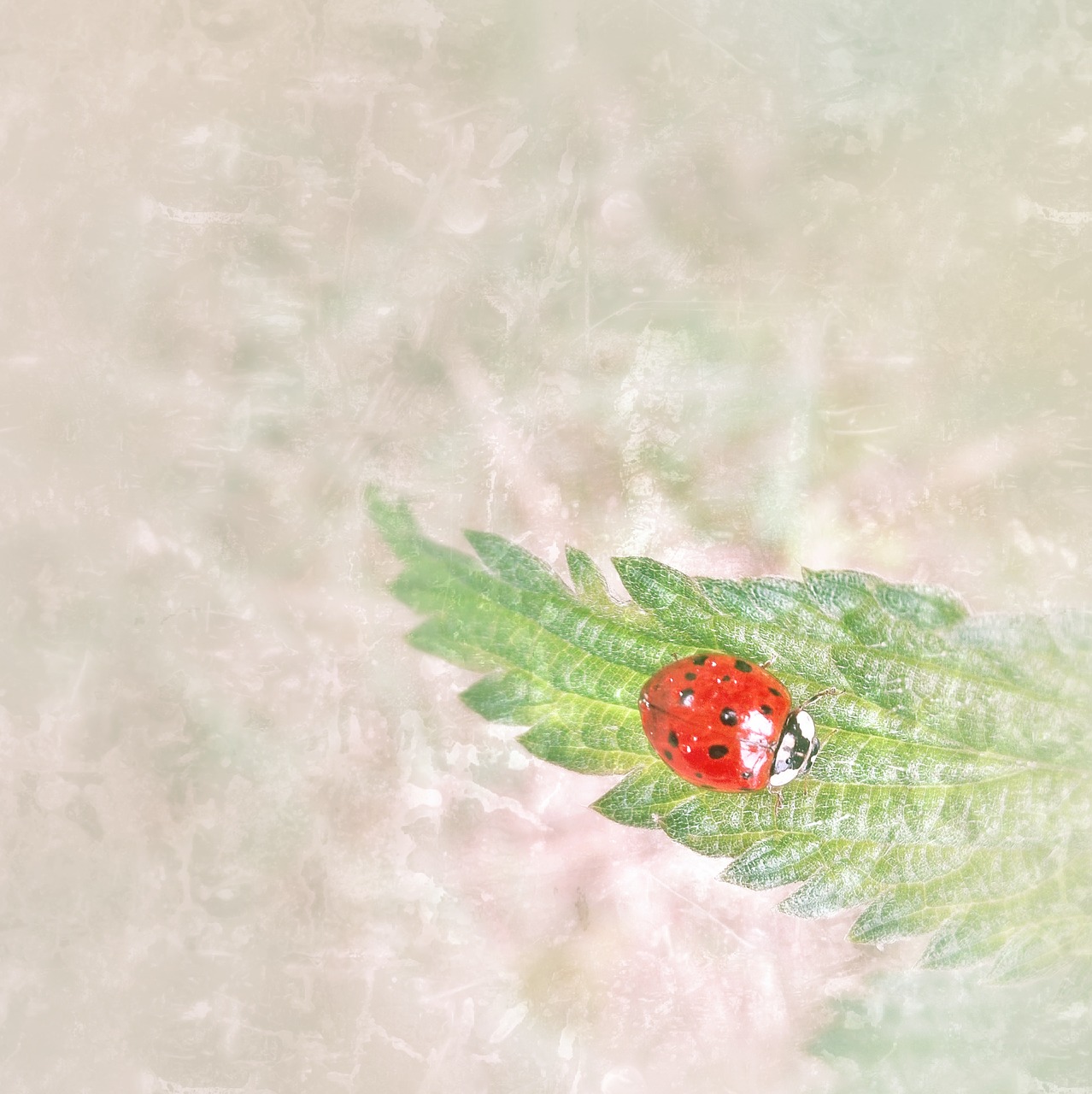 ladybug  brennessel  small free photo