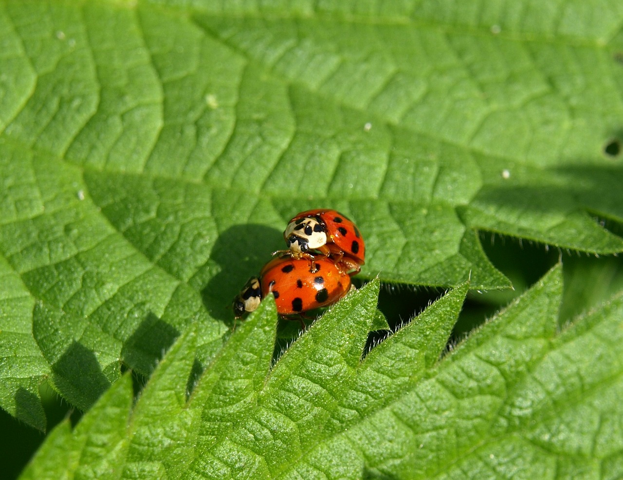 ladybug pairing close free photo