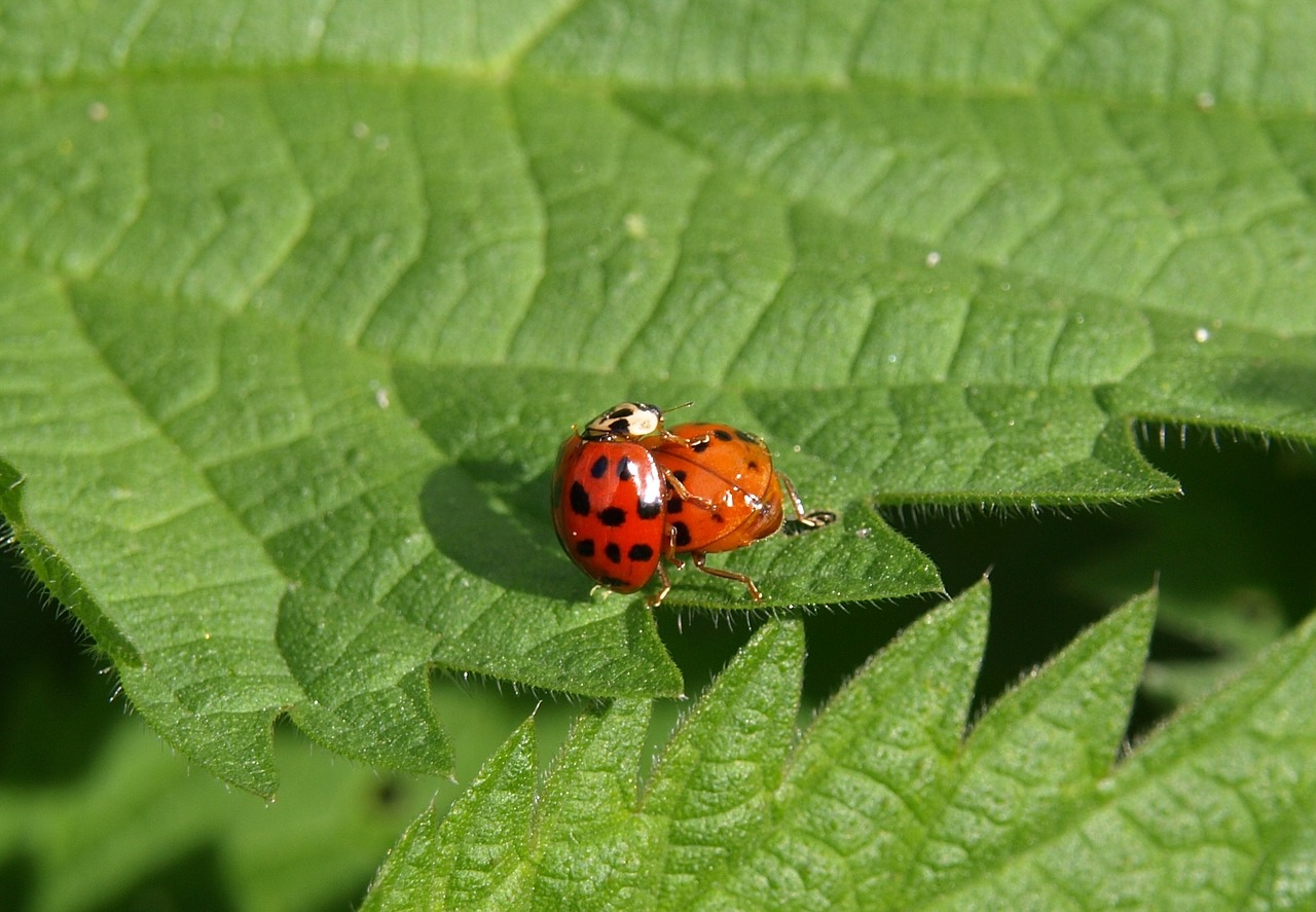 ladybug pairing couple free photo