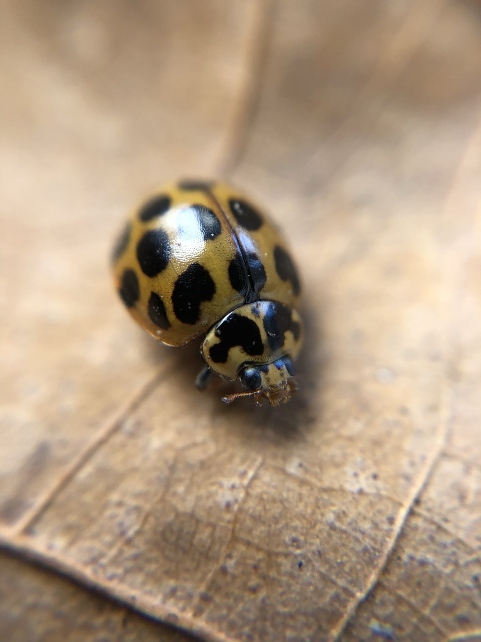 ladybug  ladybird  insect free photo