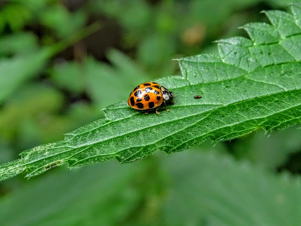 ladybug  nature  green free photo