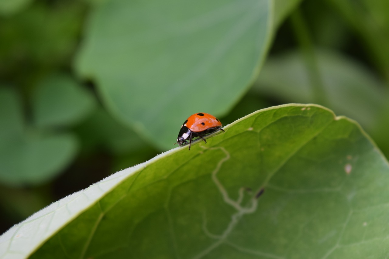 ladybug  beetle  insect free photo