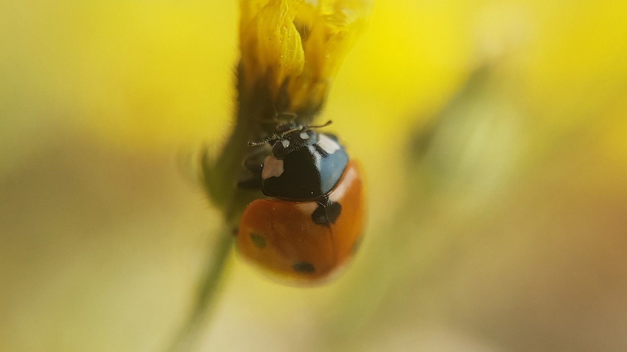 ladybug  beetle  nature free photo