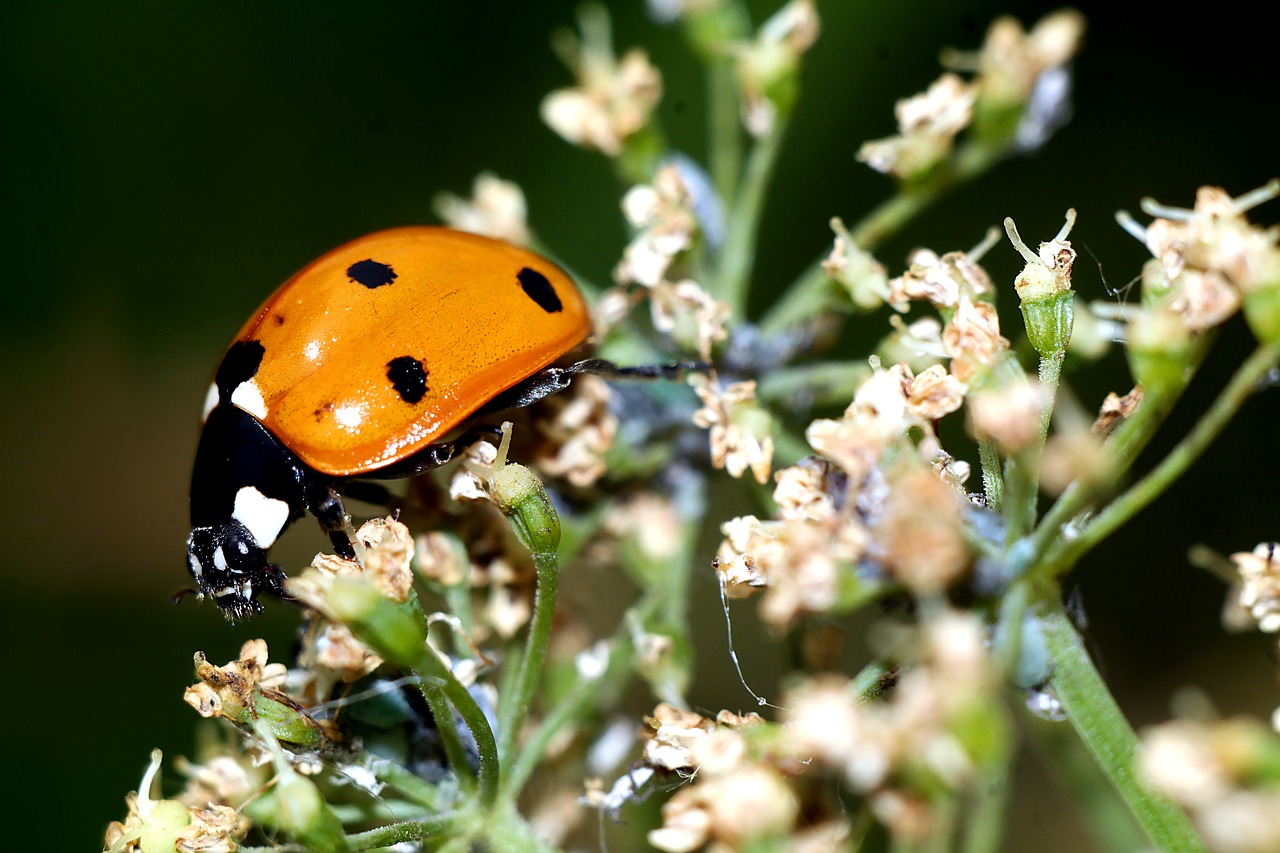 ladybug  insect  macro free photo