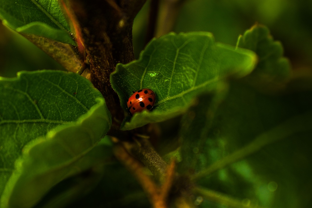 ladybug  insect  red free photo