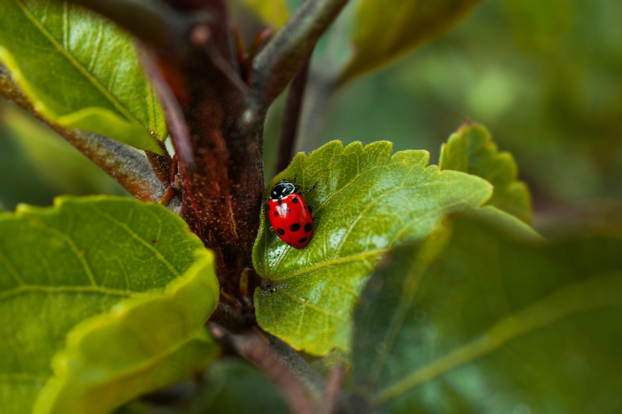 ladybug  insect  red free photo