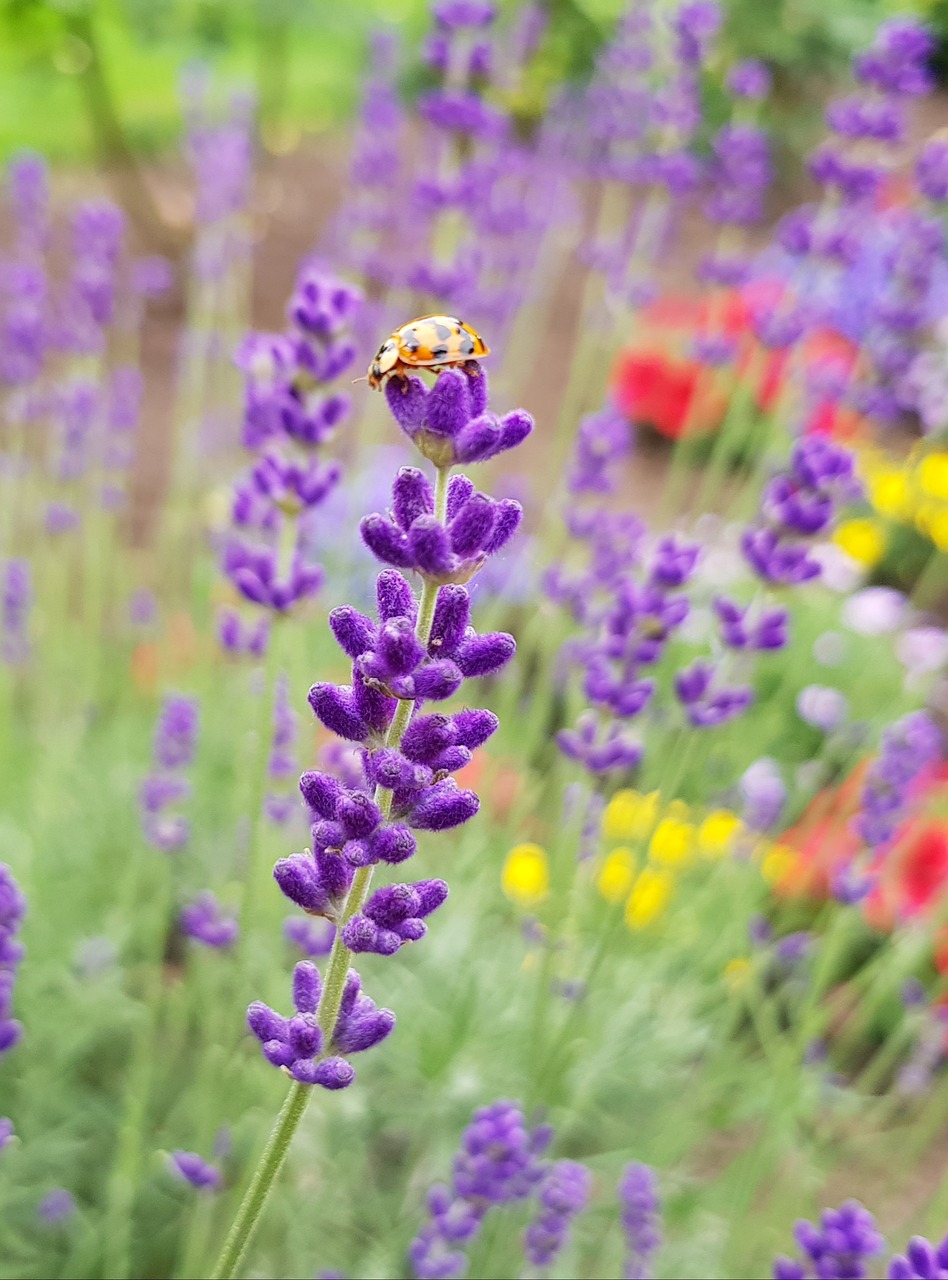 ladybug  lavender  nature free photo