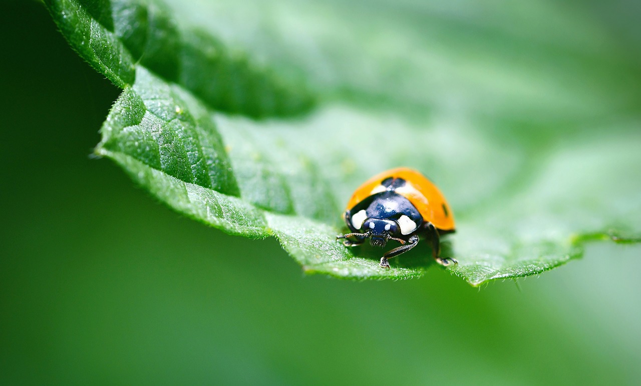 ladybug  insect  macro free photo