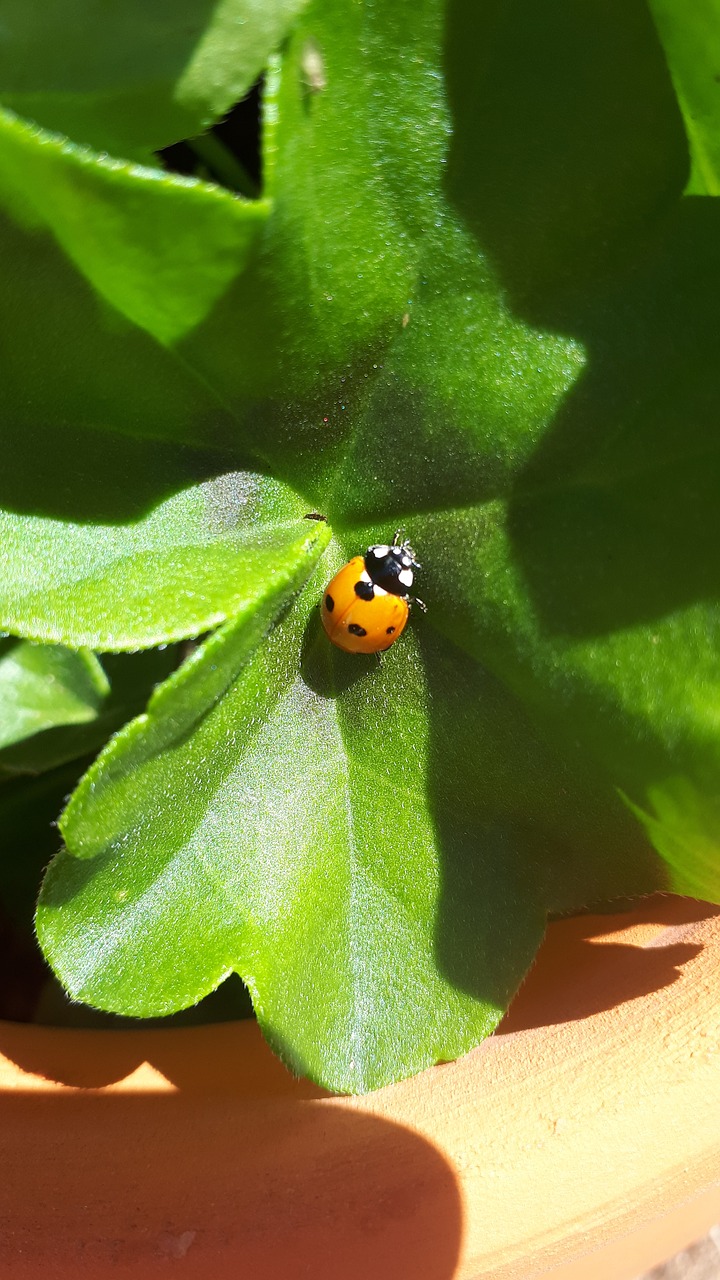 ladybug  insect  garden free photo