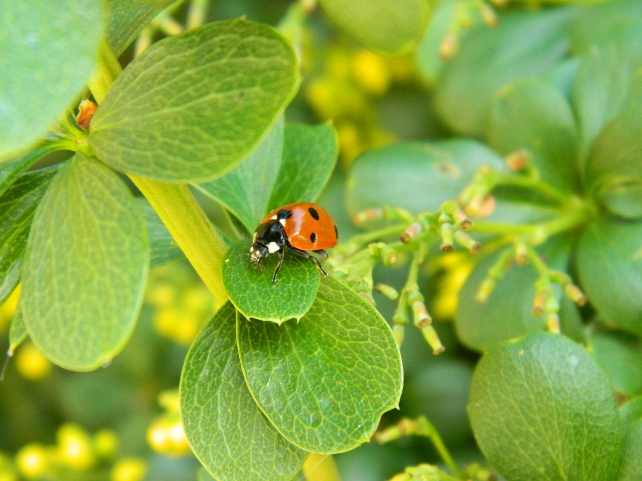 ladybug  beetle  nature free photo